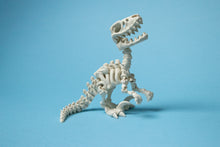 Încărcați o imagine în vizualizatorul galeriei: Flexi Dínó Csontváz, Raptor